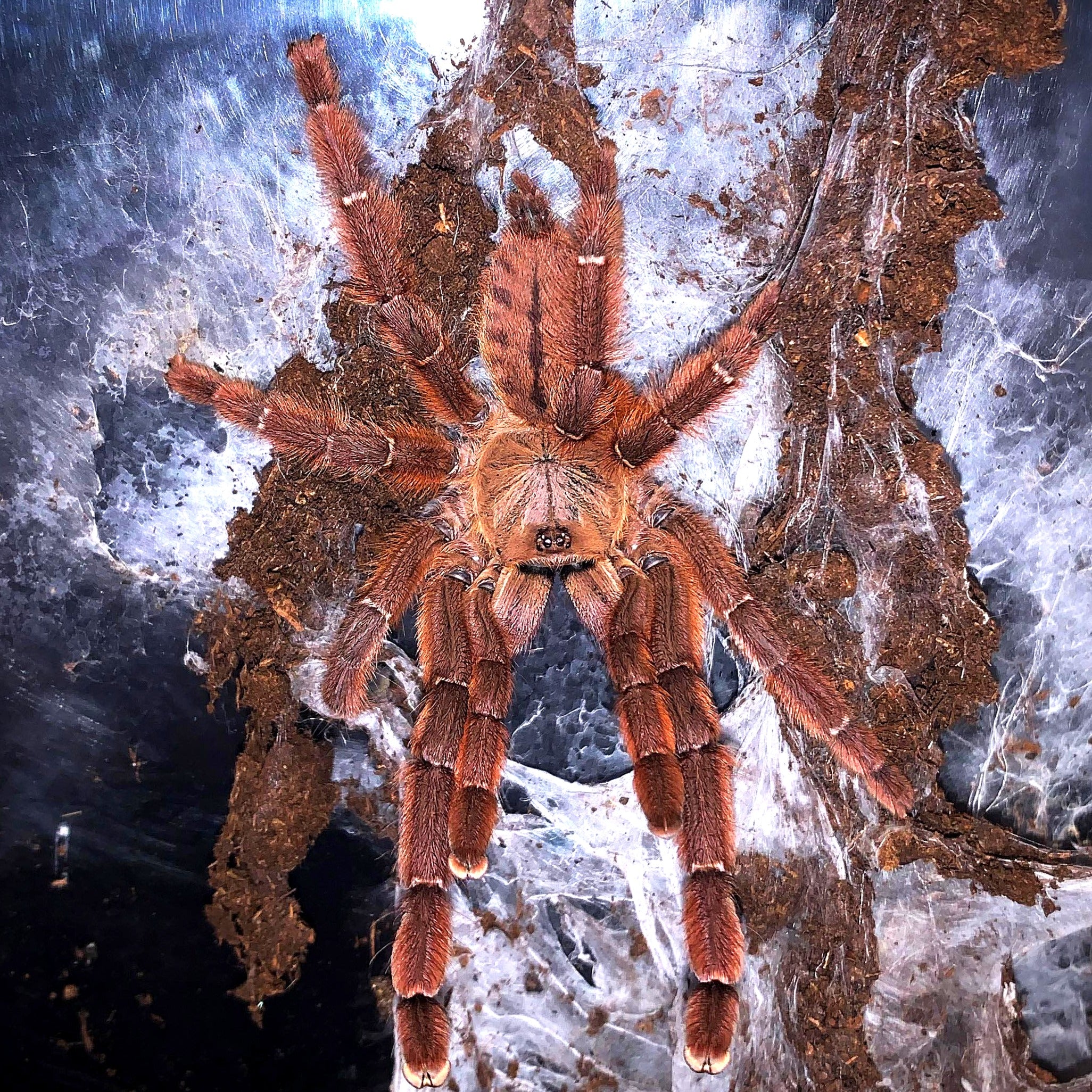 Available Wholesale Invertebrates