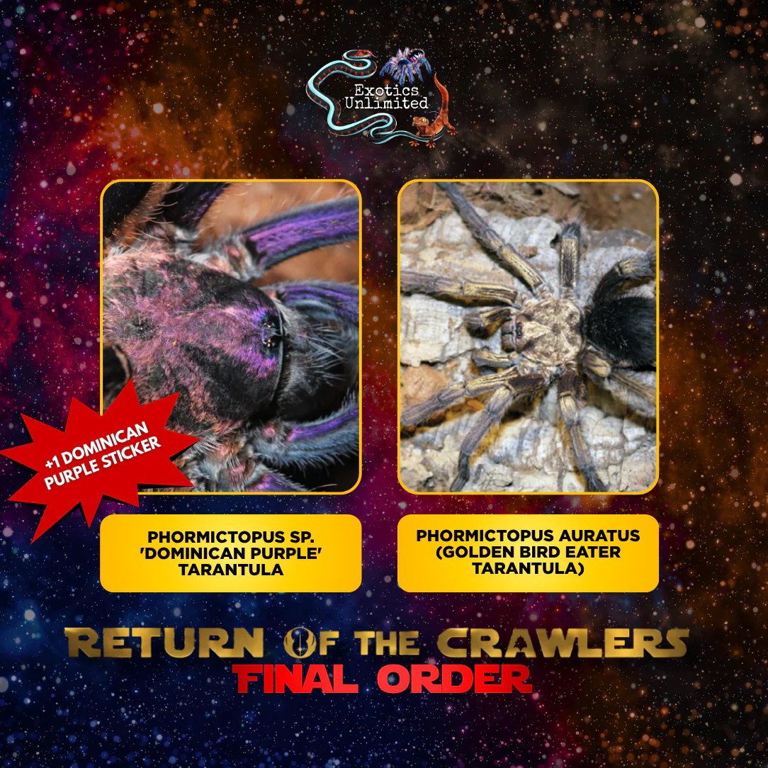 Crawlers Items ONLY