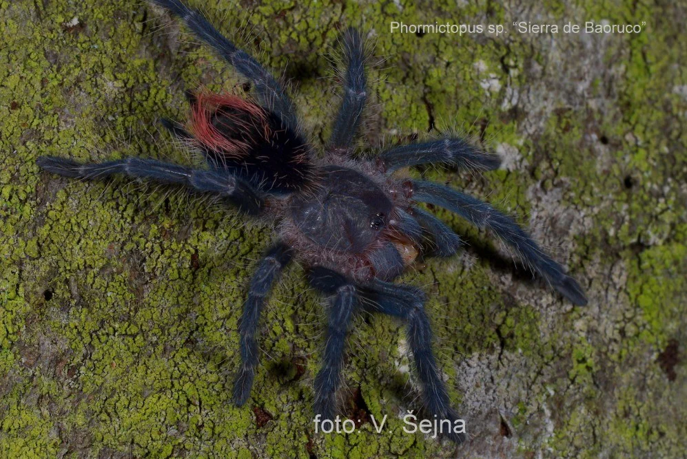 All Invertebrates & Tarantulas For Sale
