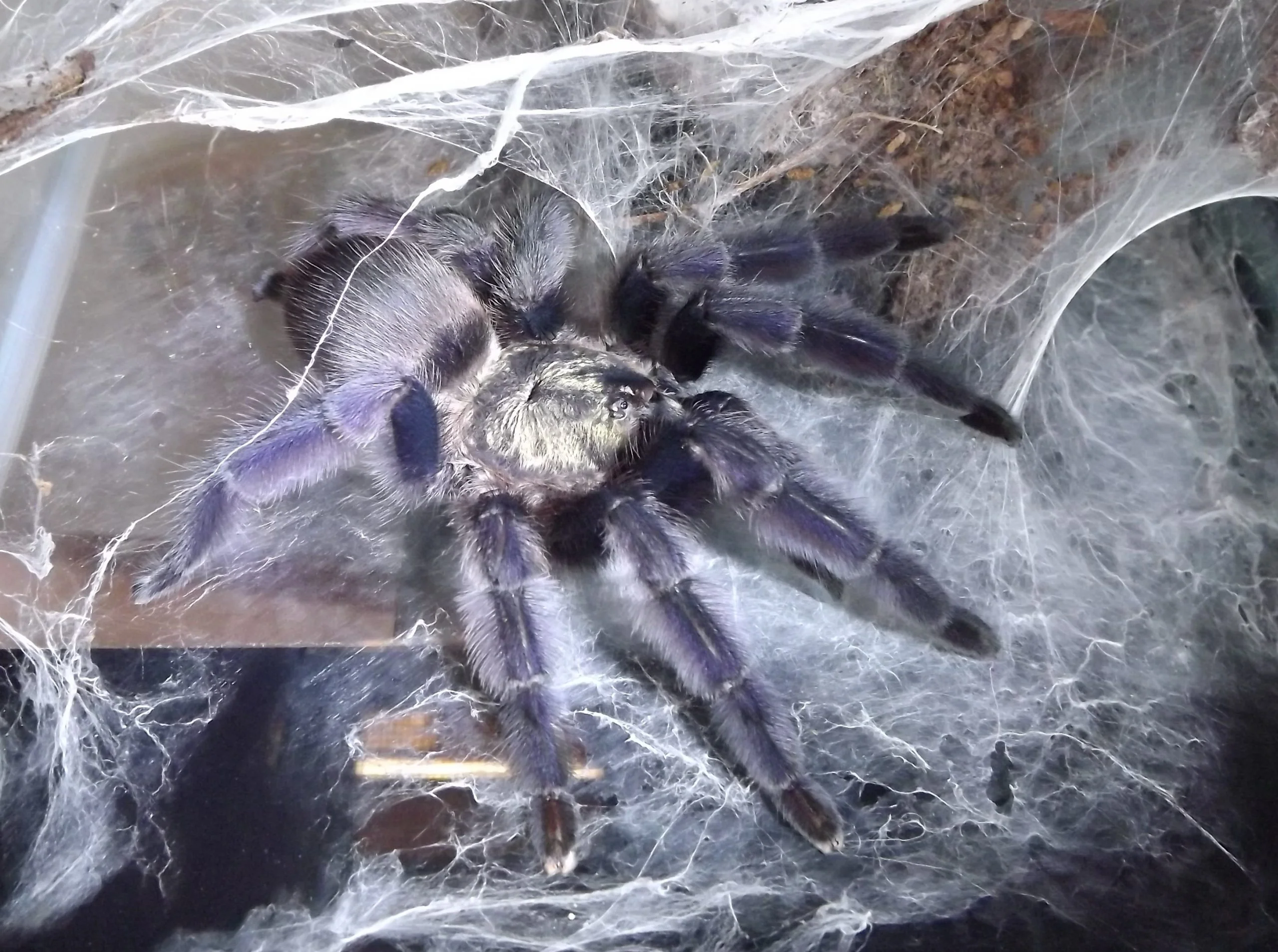 New World Tarantulas